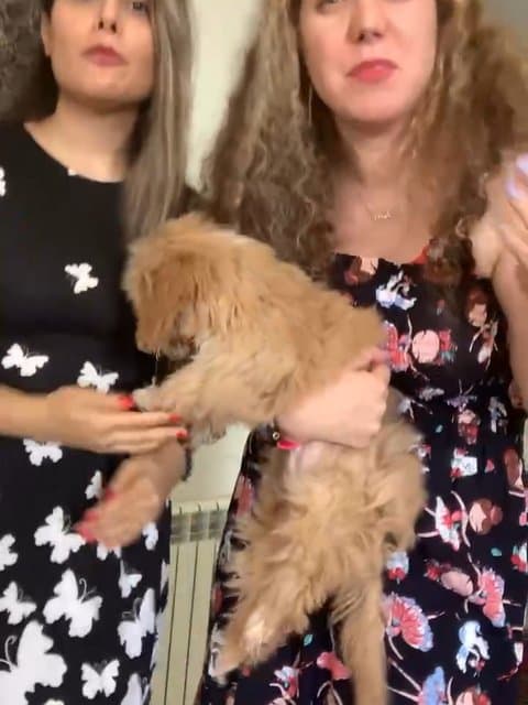 Man Toro Mikham · Kamran & Hooman